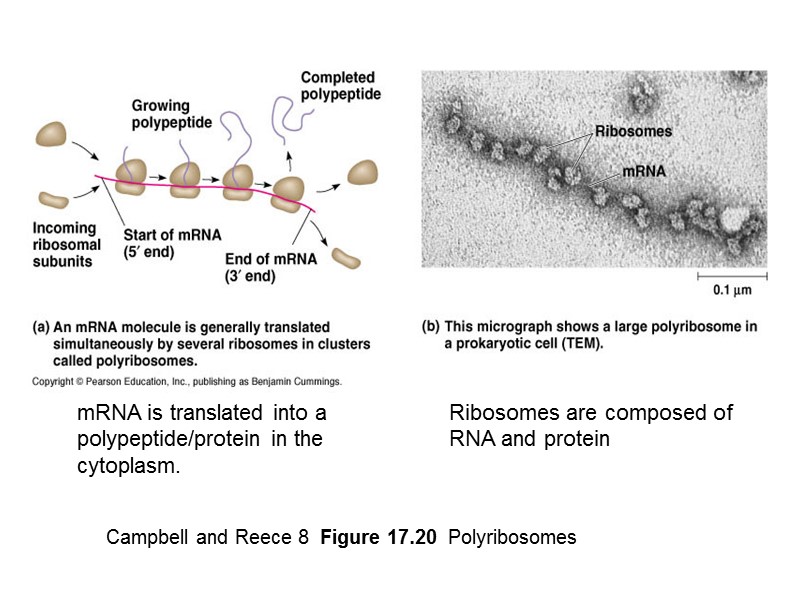 Campbell and Reece 8  Figure 17.20  Polyribosomes mRNA is translated into a